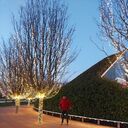 ���������� ���������, ���� ������� ���, 33 ����, ������������ ��� c�������� ���������