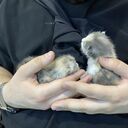 ���������� �������, ���� ������� Aslan, 27 ���, ������������ ��� ������, ����� � ���������