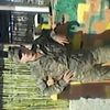  ,   Murad, 35 ,   ,   , c 