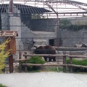 ���������� ���������, ���� ������� ������, 40 ���, ������������ ��� ����� � ���������, c�������� ���������