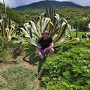 ���������� ������, ���� ������� �����, 36 ���, ������������ ��� ������, ���������