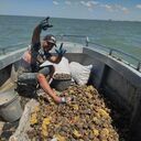 ���������� ������, ���� ������� �������, 44 ����, ������������ ��� ������, ����� � ���������, c�������� ���������