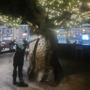 ���������� �����������, ���� ������� ����, 35 ���, ������������ ��� ������, ����� � ���������