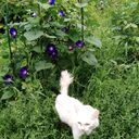 ���������� ������-��-����, ���� ������� Tanjusha, 53 ����, ������������ ��� c�������� ���������