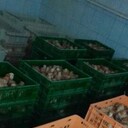 ���������� ������-��-����, ���� ������� �������, 37 ���, ������������ ��� ������, ����� � ���������