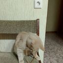 ���������� ���������, ���� ������� �������, 41 ���, ������������ ��� ������, ����� � ���������, c�������� ���������