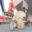 ���������� �����-���������, ���� ������� Adalet, 28 ���, ������������ ��� ������, ����� � ���������