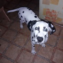 ���������� ��������, ���� ������� ��������, 33 ����, ������������ ��� ������