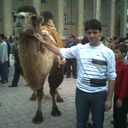  ,   Murad625, 40 ,   