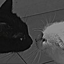 ���������� ������, ���� ����� Grm, 24 ����, ������������ ��� ������, ����� � ���������