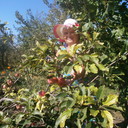 ���������� ������, ���� ������� ����, 62 ����, ������������ ��� ������, ����� � ���������, c�������� ���������