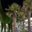 ���������� ���������, ���� ������� �������, 43 ����, ������������ ��� ����� � ���������