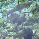 ���������� �������, ���� ������� ����, 43 ����, ������������ ��� ����� � ���������, c�������� ���������