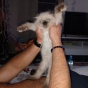 ���������� ������-��-����, ���� ������� ������, 44 ����, ������������ ��� ����� � ���������, c�������� ���������, ���������