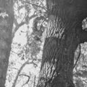 ���������� ����������, ���� ������� �����, 40 ���, ������������ ��� ����� � ���������, c�������� ���������