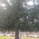 ���������� ����, ���� ������� �������, 32 ����, ������������ ��� ������, ����� � ���������, c�������� ���������