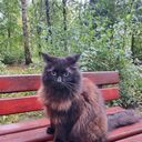 ���������� �����-���������, ���� ������� �����, 43 ����, ������������ ��� ����� � ���������, c�������� ���������