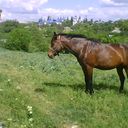 ���������� �������, ���� ������� Jenikadj, 41 ���, ������������ ��� ������