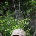 ���������� �����������, ���� ������� ���������, 36 ���, ������������ ��� ������, ����� � ���������