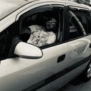 ���������� ������, ���� ����� �����, 24 ����, ������������ ��� ����� � ���������, c�������� ���������