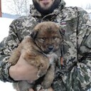 ���������� ������, ���� ������� ��������, 36 ���, ������������ ��� c�������� ���������