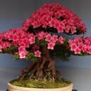 ���������� �����, ���� ������� ��������, 46 ���, ������������ ��� ������