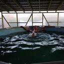 ���������� ����, ���� ������� ��������, 46 ���, ������������ ��� c�������� ���������