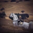 ���������� ���������, ���� ������� �����, 37 ���, ������������ ��� ������, ����� � ���������