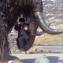 ���������� ����������, ���� ������� ����, 50 ���, ������������ ��� ������