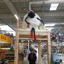  ,   Dragon, 65 ,     , c 