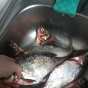 ���������� �����-���������, ���� ������� ���������, 39 ���, ������������ ��� ������, ����� � ���������, c�������� ���������