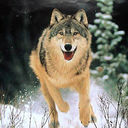 ���������� �������, ���� ������� Vano axalkac, 41 ���, ������������ ��� ������