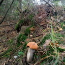 ���������� �����, ���� ������� ������, 39 ���, ������������ ��� ������, ����� � ���������, c�������� ���������