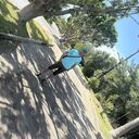  ,   Moumou, 38 ,   ,   