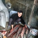 ���������� �������, ���� ������� ������, 36 ���, ������������ ��� ������, ����� � ���������, c�������� ���������