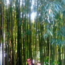 ���������� �����-���������, ���� ������� ��������, 37 ���, ������������ 