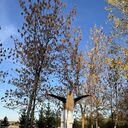 ���������� ������, ���� ������� �����, 39 ���, ������������ ��� ����� � ���������, c�������� ���������