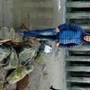 ���������� �����������, ���� ������� �����, 43 ����, ������������ ��� ����� � ���������, c�������� ���������