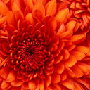  ,   Raqib, 55 ,   