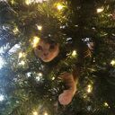 ���������� ������, ���� ������� �������, 41 ���, ������������ ��� ������, ����� � ���������, c�������� ���������