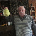  ,   Vitek, 76 ,   ,   , c 