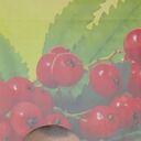 ���������� ��������, ���� ������� ��������, 37 ���, ������������ ��� ������, ���������