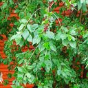 ���������� ����, ���� ������� ������, 34 ����, ������������ ��� ������, ����� � ���������