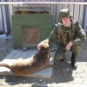 ���������� �����, ���� ������� �����, 37 ���, ������������ ��� ������, ����� � ���������, c�������� ���������