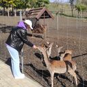 ���������� Ara, ���� ������� Olga, 34 ����, ������������ ��� ����� � ���������, c�������� ���������