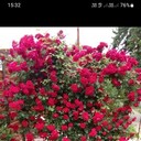 ���������� ���������, ���� ������� ����, 41 ���, ������������ ��� ������, ����� � ���������