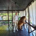 ���������� ������-��-����, ���� ������� �����, 41 ���, ������������ ��� c�������� ���������