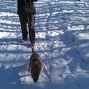 ���������� ������, ���� ������� ��������, 37 ���, ������������ ��� ������, ����� � ���������, c�������� ���������