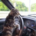 ���������� ���������, ���� ������� ���������, 44 ����, ������������ ��� ������, ����� � ���������