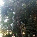 ���������� ���������, ���� ������� Asha, 39 ���, ������������ 